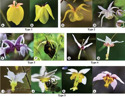 Parallel evolution, atavism, and extensive introgression explain the radiation of Epimedium sect. Diphyllon (Berberidaceae) in southern East Asia